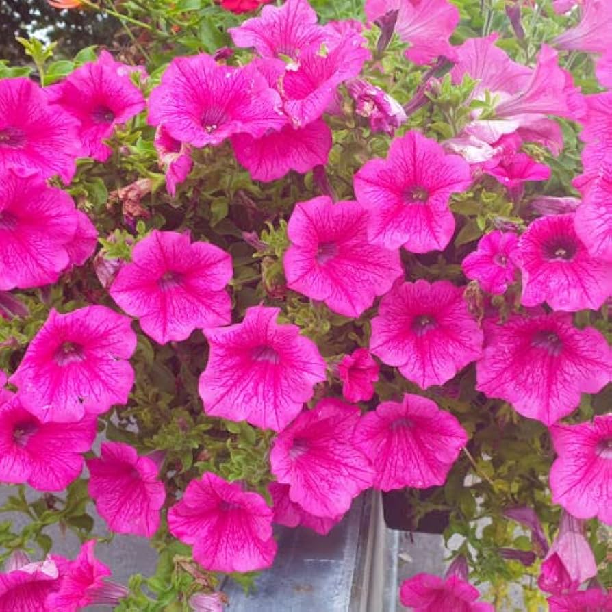 Floribunda Rose Rosa hybrida Logro Seeds for Planting home garden flower border