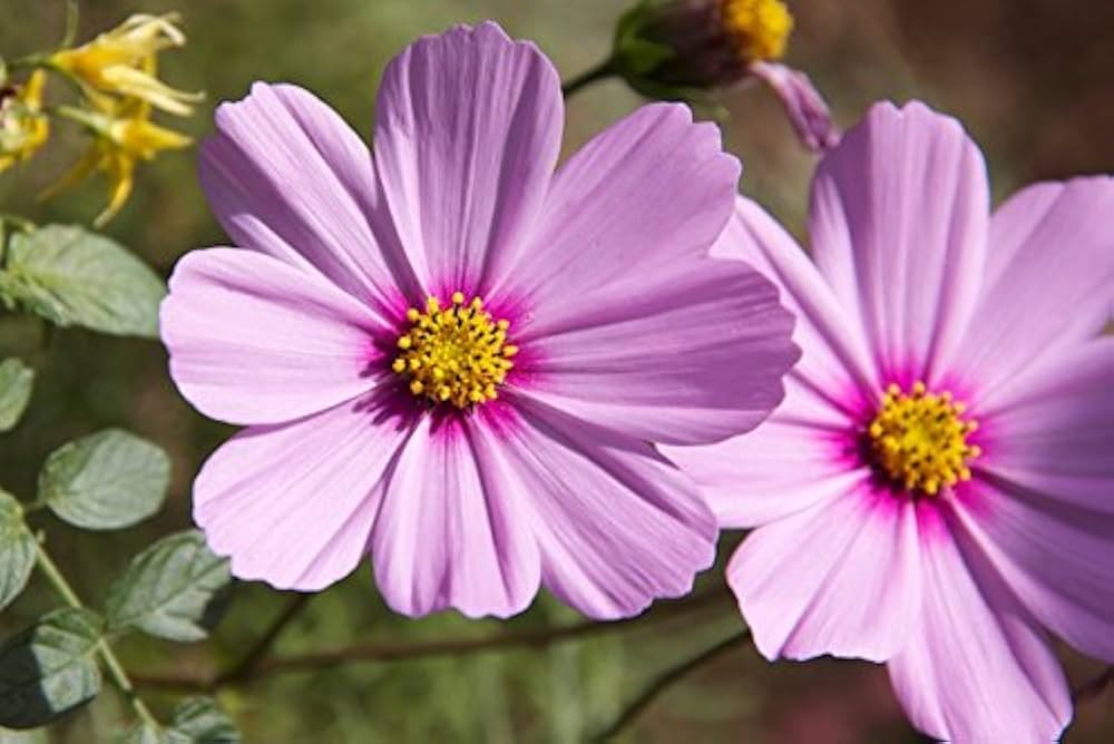 Sensation Mix Cosmos Seeds Cosmos bipinnatus for Planting in Flower Bed and Cottage Garden