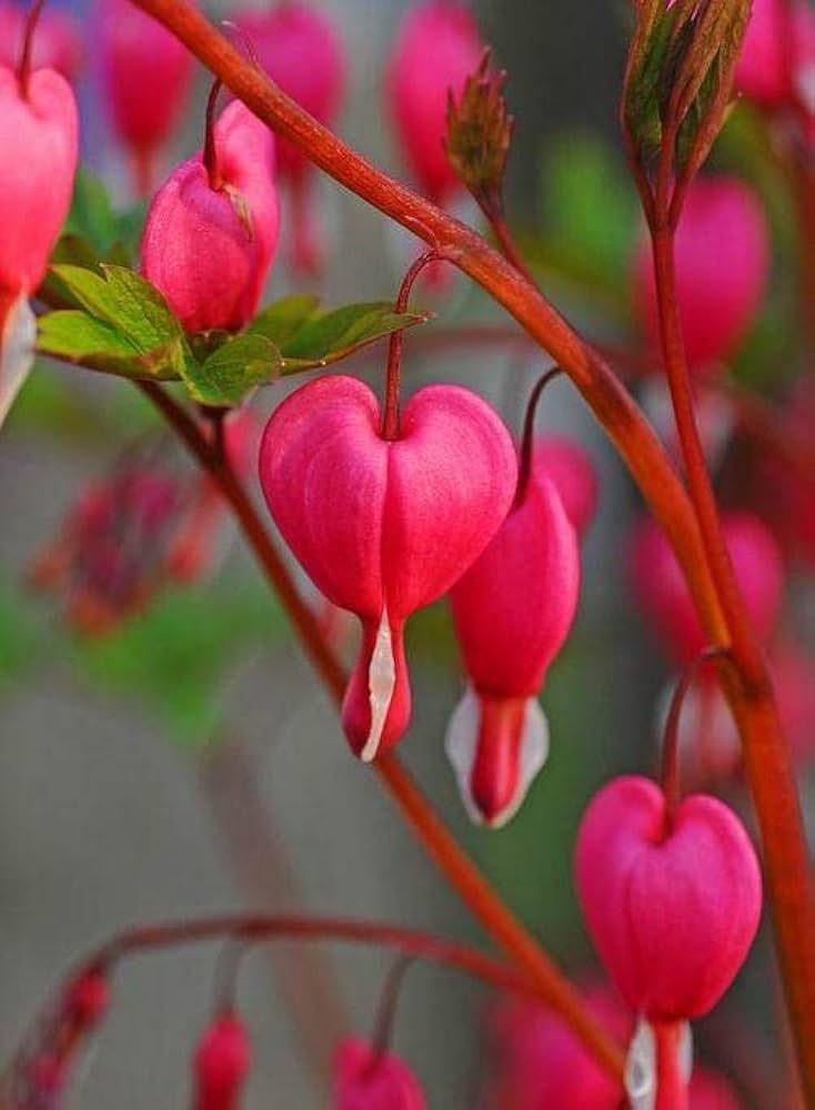 Bleeding Heart Seeds for Planting Lamprocapnos Spectabilis shade garden flower bed