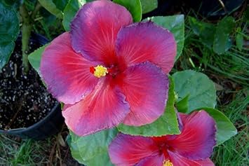 Orange Red Petunia Flower Seeds for Planting Vibrant Garden Blooms Heirloom & GMO Free Seeds for Home Garden
Sale for planting in home garden