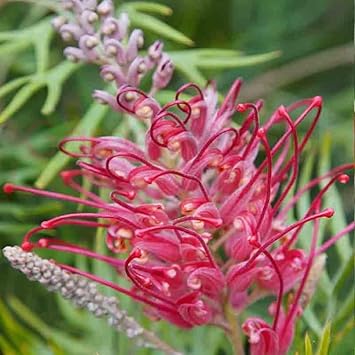 Thick Pink Grevillea Robusta Seeds Flower seeds for Planting Compact Growth Heirloom & GMO Free Seeds for Home Garden
Sale for planting in home garden