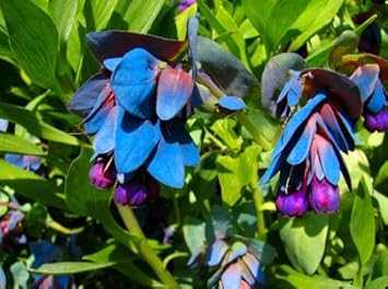 Blue Honeywort Flower seeds for Planting - Long Bloom Season, Heirloom & GMO Free Seeds for Home Garden
Sale for planting in home garden.