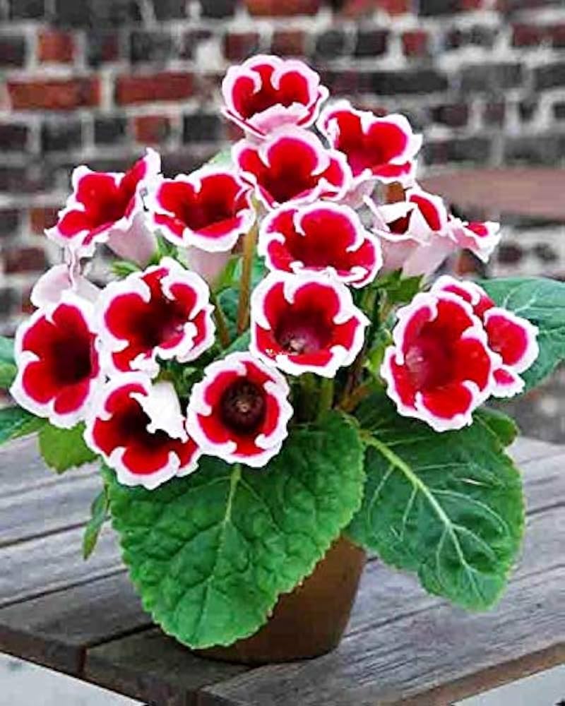 Burgundy Gloxinia Flower seeds for Planting - Cut Flower Favorite, Heirloom & GMO Free Seeds for Home Garden