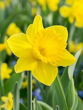 Yellow Adenium Obesum Seeds Garden Favorite Heirloom & GMO Free Seeds for Home Garden
Sale for planting in home garden