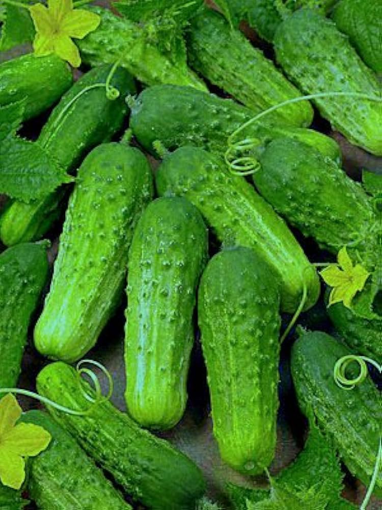 Octopus Cucumber Vegetable Seeds for Planting