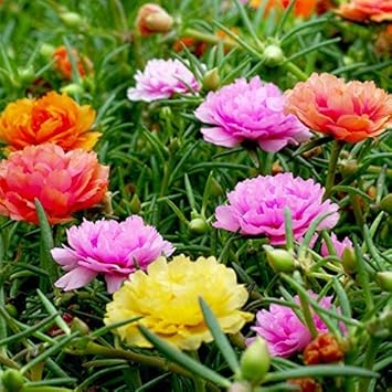 Mixed Color Moss Rose Flower seeds for Planting - Fragrant Blossoms, Heirloom & GMO Free Seeds for Home Garden
Sale seeds for home garden