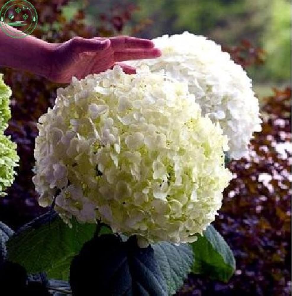 Hydrangea Hydrangea spp. Seeds for Planting - Ideal for Home Garden & Flower Bed