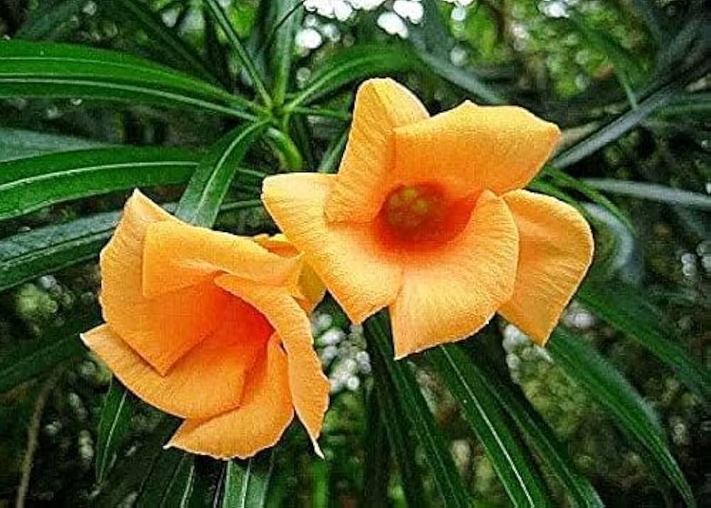 Yellow Alpine Bottlebrush Flower seeds for Planting - Hardy Variety, Heirloom & GMO Free Seeds for Home Garden