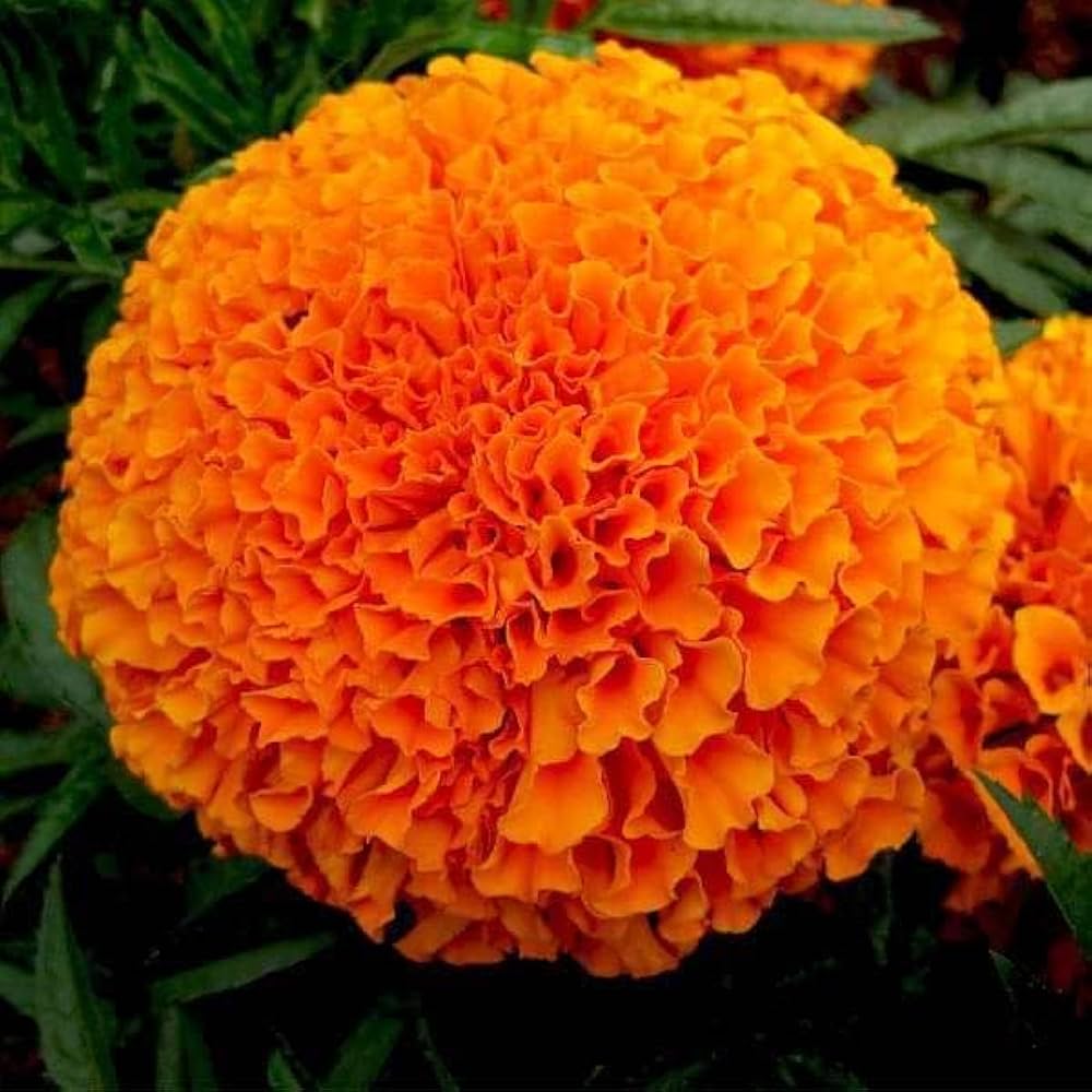 Marigold Tagetes Flower Seeds