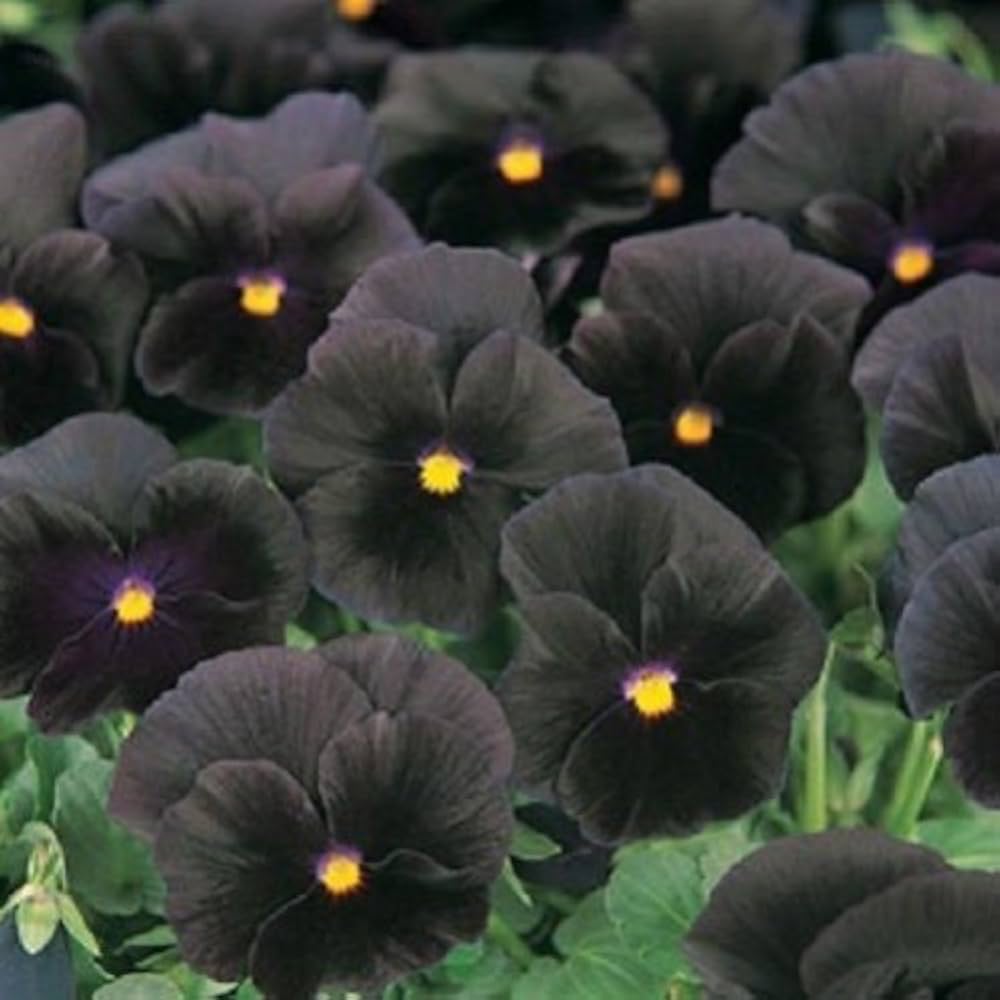 Pezzi Halloween II Pansy Pansy Black Seeds