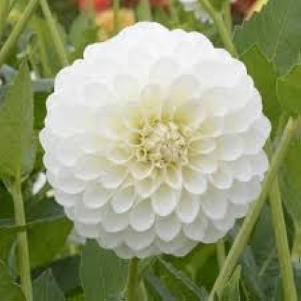 White Mix Dahlia Flower Seeds for Planting Compact Growth Heirloom & GMO Free Seeds for Home Garden
Sale