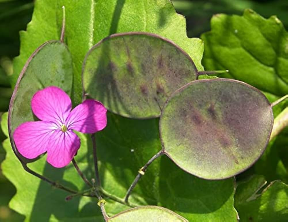 Lunaria Money Flower seeds for Planting - Compact Growth, Heirloom & GMO Free Seeds for Home Garden