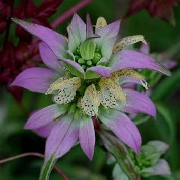 Purple Monarda Punctata Flower seeds blooming in flower beds, containers, borders, and pollinator-friendly gardens