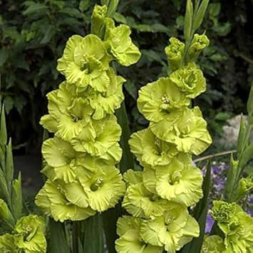 Gladiolus Light Green Flower seeds blooming in flower beds, containers, borders, and pollinator-friendly gardens