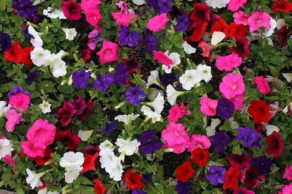 Prism Dewberry Sundae Petunia Seeds for Beautiful Garden Blooms