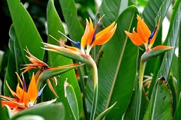Orange Violet Strelitzia Flower seeds for Planting - Compact Growth, Heirloom & GMO Free Seeds for Home Garden
Sale seeds for home garden