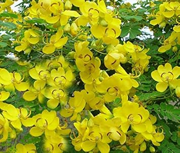 Yellow Cassia Flower seeds for Planting - Garden Favorite, Heirloom & GMO Free Seeds for Home Garden
Sale for planting in home garden.