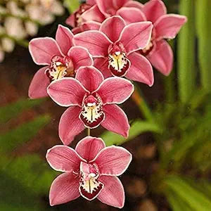 Mixed Orchid Orchidaceae spp for planting in flower bed