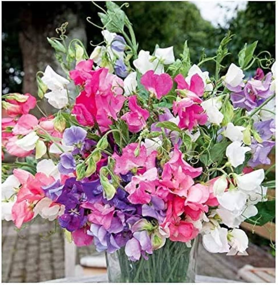 Sweet Pea Seeds for Planting Lathyrus Odoratus flower bed cottage garden