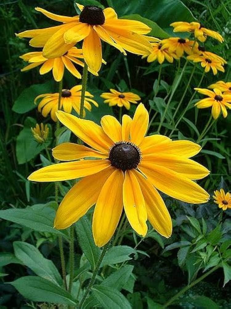 Susane Thunbergia alata Flower Seeds for Planting