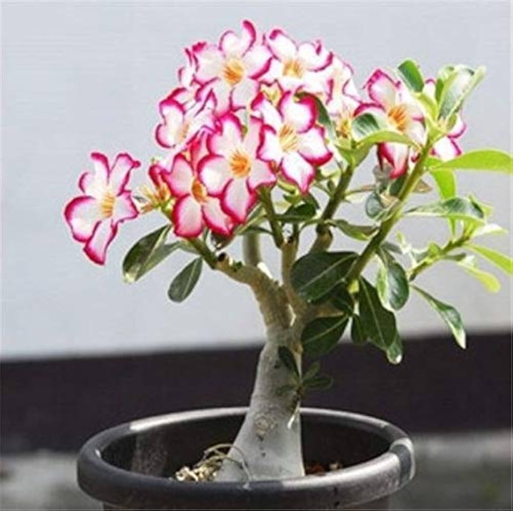 Adenium Obesum Seeds – Beautiful, Hardy Desert Rose for Your Garden or Indoor Plant Collection