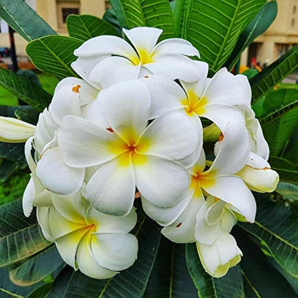 Polanisia Dodecandra Flower Seeds for Planting in Wildflower Garden and Flower Bed