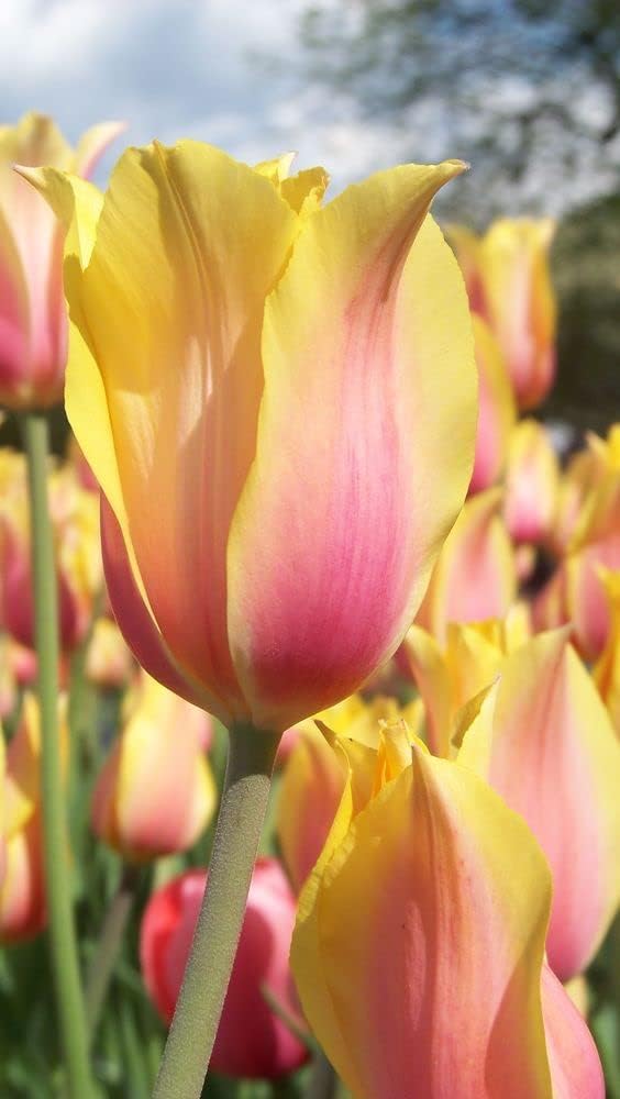 Yellow & Pink F Tulip lower seeds for Planting - Perfect for Borders, Heirloom & GMO Free Seeds for Home Garden
Sale for planting in home garden.
