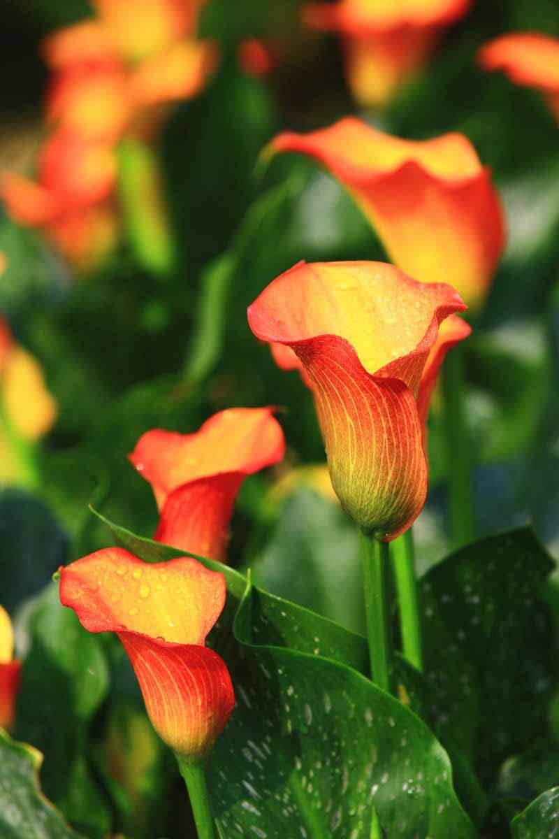Calla Flower Seeds Red Yellow Flower seeds for Planting - Easy to Grow, Heirloom & GMO Free Seeds for Home Garden
Sale seeds for home garden