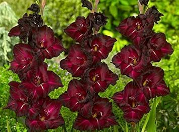 Green Orchid Flower Seeds for Planting – Hardy Variety Heirloom & NonGMO Home Garden Seeds
Sale for planting in home garden