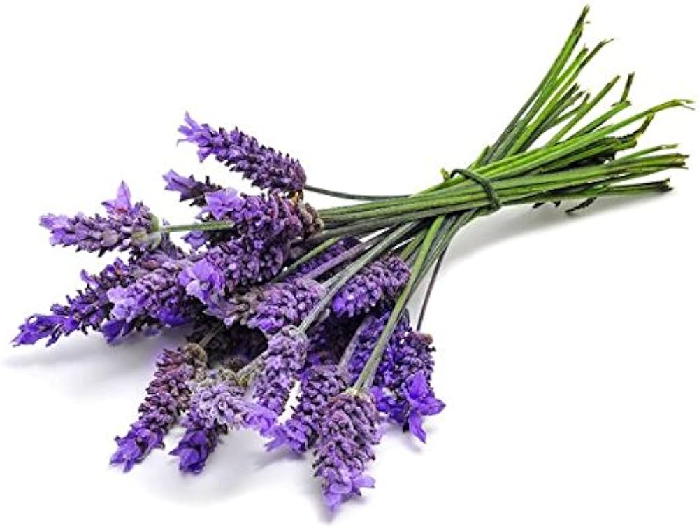Lavender Seeds for Planting Lavandula Angustifolia flower bed aromatic garden