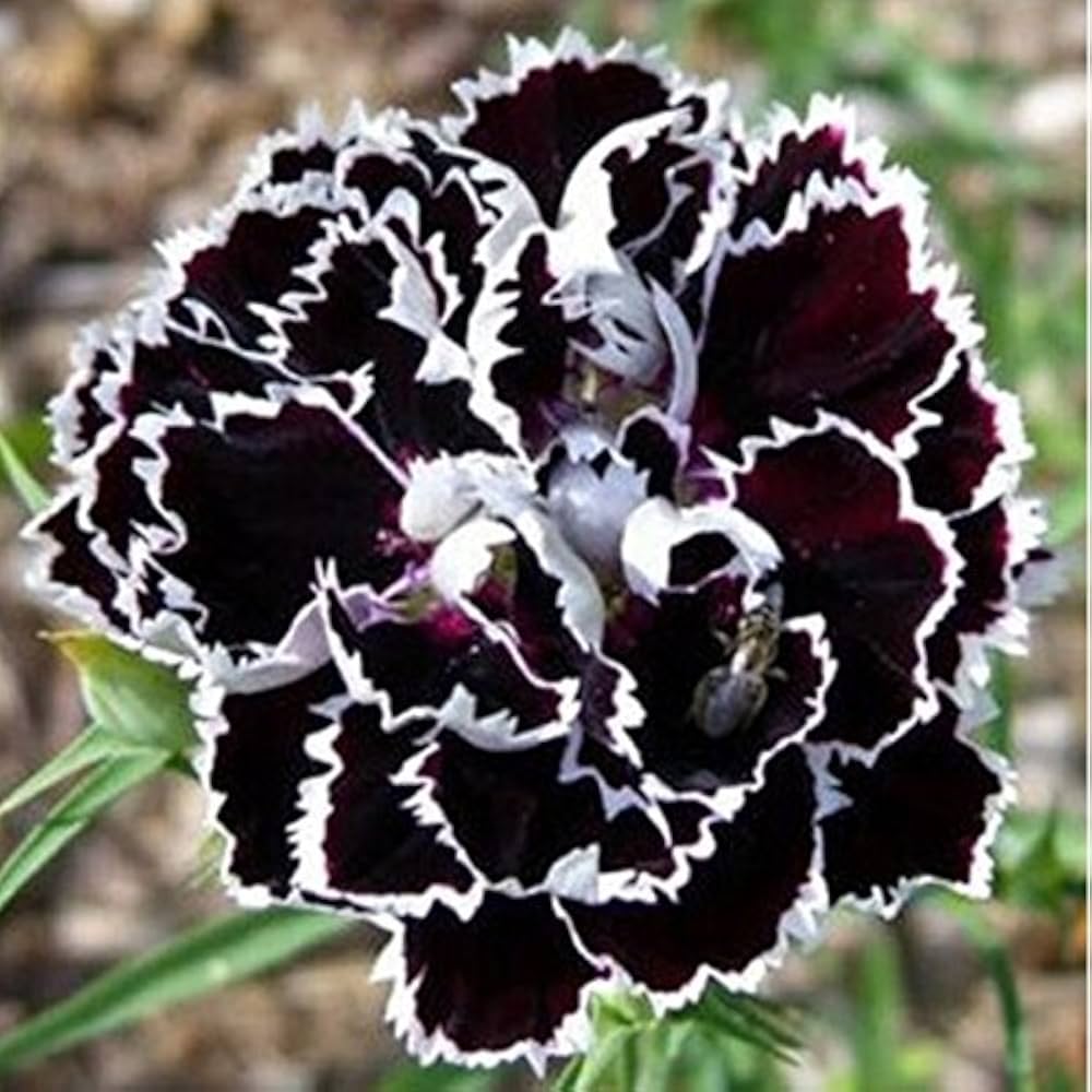Dianthus Chianti Clove Flower seeds for Planting - Wildflower Mix, Heirloom & GMO Free Seeds for Home Garden