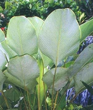Calathea Lutea Mexican Cigar seeds for Planting - Sun Loving, Heirloom & GMO Free Seeds for Home Garden
Sale seeds for home garden