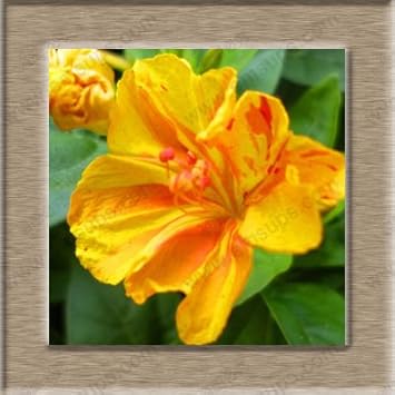 Orange Mirabilis Flower seeds for Planting Attractive Flowers Heirloom & GMO Free Seeds For Home Garden
Sale for planting in home garden