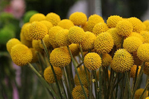 Yellow Balls or Craspedia Flower seeds for Planting - Seasonal Bloomer, Heirloom & GMO Free Seeds for Home Garden