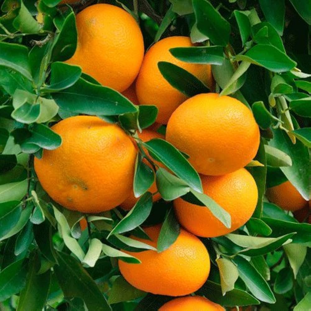 Mandarin Dream Citrus reticulata Seeds for Planting in Tropical Garden