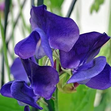 Blue Sweet Pea Flower Seeds Flower seeds for Planting Cottage Garden Essential Heirloom & GMO Free Seeds for Home Garden
Sale for planting in home garden