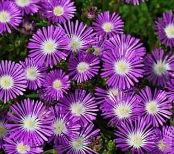 Purple Delosperma Stardust Flower seeds for Planting - Cut Flower Favorite, Heirloom & GMO Free Seeds for Home Garden
Sale for planting in home garden.