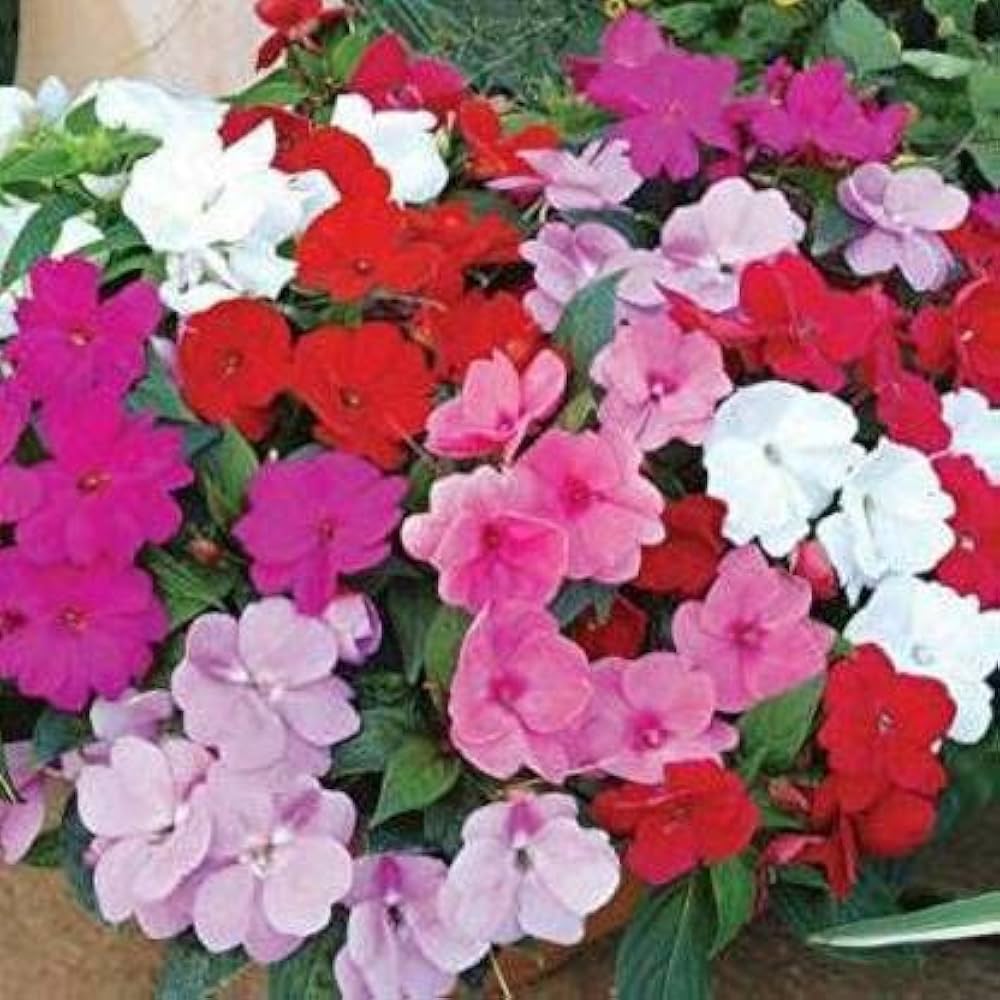 Pink Impatiens Seeds Impatiens walleriana for Planting in Shaded Garden and Flower Border