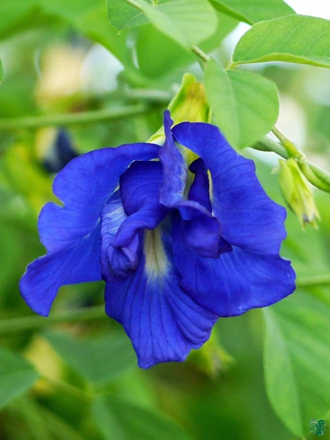 Mix Ternatea Flower seeds for Planting - Hardy Variety, Heirloom & GMO Free Seeds for Home Garden