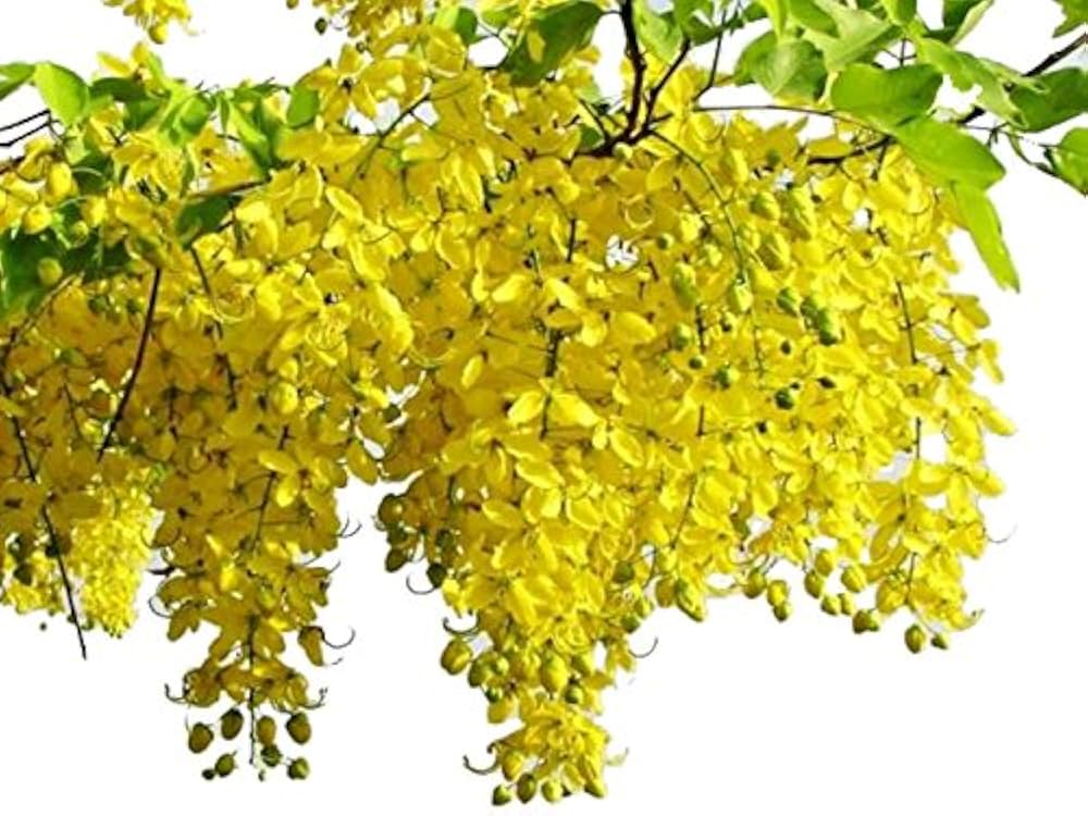 Wisteria Wisteria spp. Seeds for Planting - Ideal for Flower Bed & Urban Garden