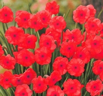 Mixed Cerasus Flower Seeds for Planting – Garden Favorite Heirloom & NonGMO Seeds for Home Garden
Sale for planting in home garden