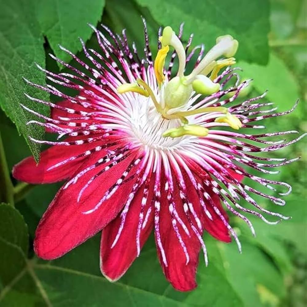 Passion Flower seeds blooming in flower beds, containers, borders, and pollinator-friendly gardens