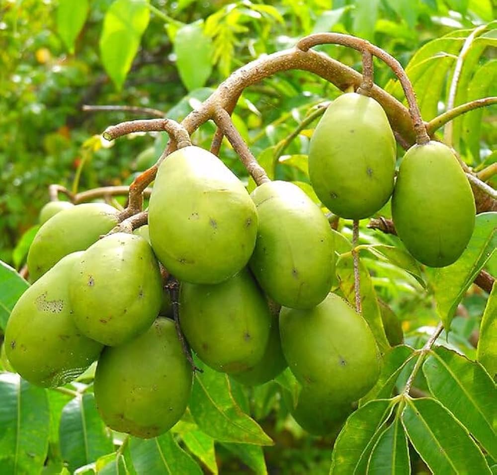 Spondias Fruit Planting Seeds Grow Tropical Fruit Trees at Home