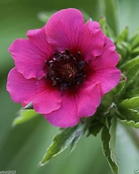 Pink Miss Willmott Flower seeds blooming in flower beds, containers, borders, and pollinator-friendly gardens