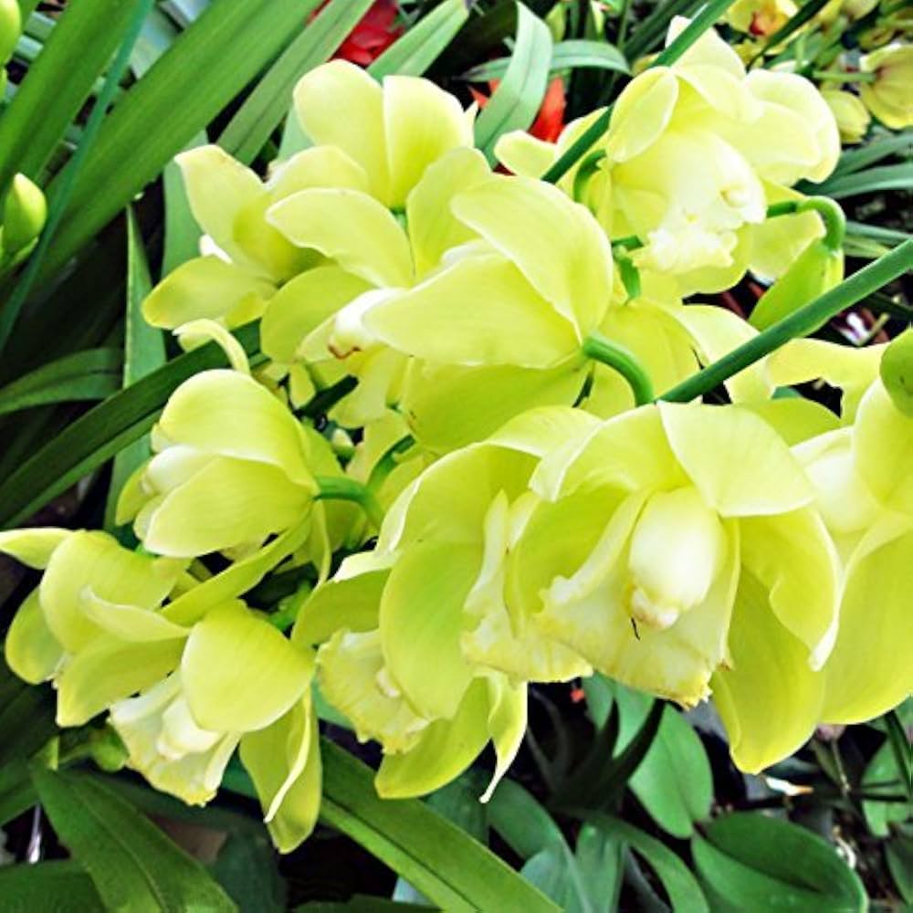 Light Green Cymbidium Orchid Flower seeds blooming in flower beds, containers, borders, and pollinator-friendly gardens