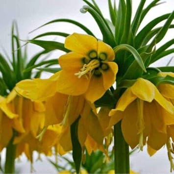 Dark Yellow Rose Flower Seeds for Planting – NonGMO Heirloom Garden Seeds Perfect for Borders
Sale for planting in home garden