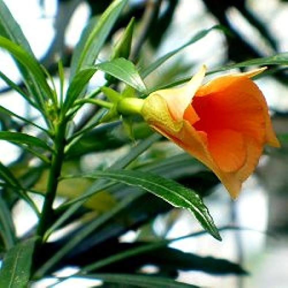 Yellow Alpine Bottlebrush Flower seeds for Planting - Hardy Variety, Heirloom & GMO Free Seeds for Home Garden