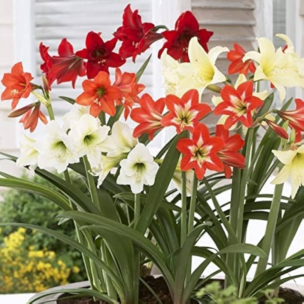 Amaryllis Hippeastrum Species Seeds for Planting - Beautiful Blooms for Flower Bed & Home Garden