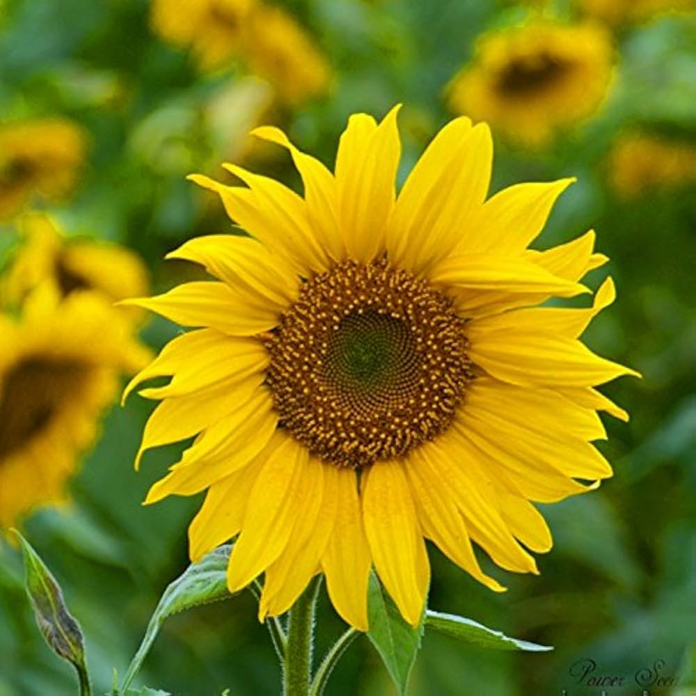 Dwarf Sunflower Seeds – Miniature Sonnenblumen Series (40cm Height)