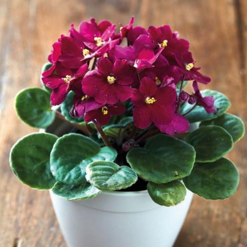 Burgundy Saintpaulia Flower seeds for Planting - Vibrant Colors, Heirloom & GMO Free Seeds for Home Garden